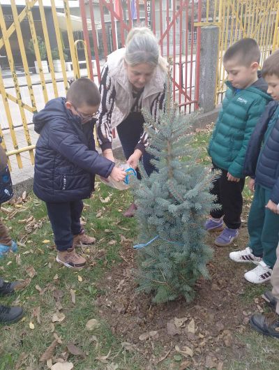 Засаждане на дървета в двора на детската градина 5